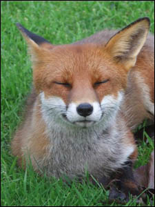 red fox photo by clodagh blake