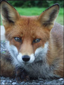 red fox photo by clodagh blake