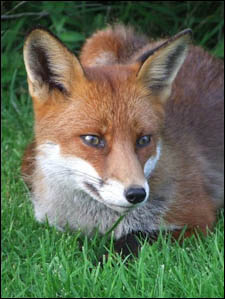 red fox photo by clodagh blake