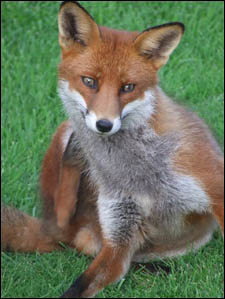 red fox photo by clodagh blake