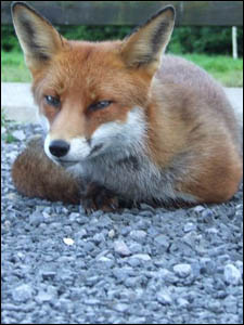 red fox photo by clodagh blake