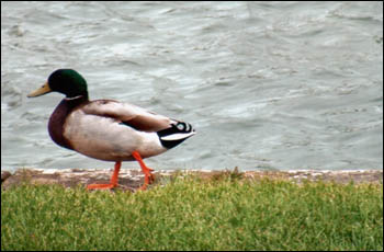 duck walking along royal canal bank