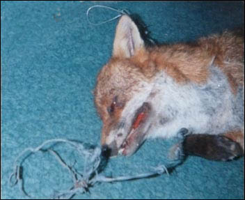 fox dead in snare