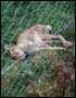 Make this the last ever hare coursing season