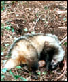 badger 1