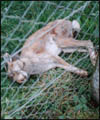 Hare Coursing 5