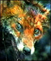 Foxhunting 1