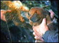 Foxhunting 4
