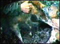 Foxhunting 6