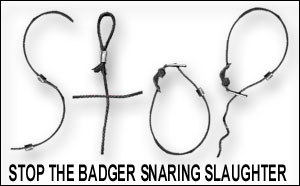 stop badger snaring