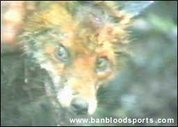 video 7 still c