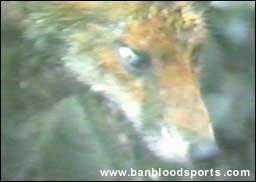 video 7 still d