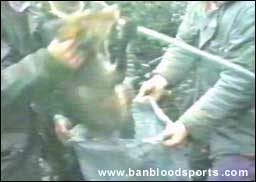 video 8 still b