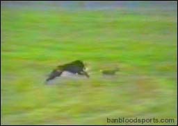 video 1 still a