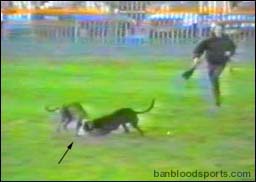 video 1 still c