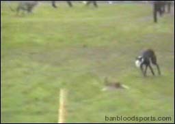 video 2 still c