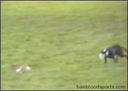 video 2 still d