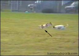 video 4 still c