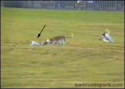 video 4 still d