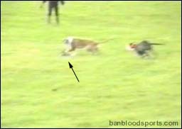 video 5 still c