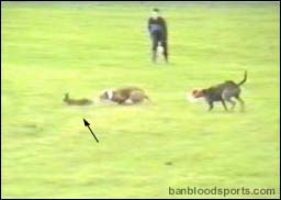 video 5 still d