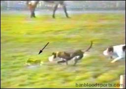 video 9 still c