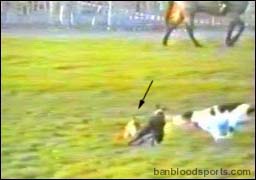video 9 still d